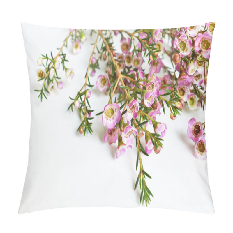 Personality  Australian Native Wild Flower Pastel Pink Geraldton Wax Chameleucium Uncinatum Isolated On White Background, Violet Floral Background, Wedding Decoration, Springtime, Botany Pillow Covers