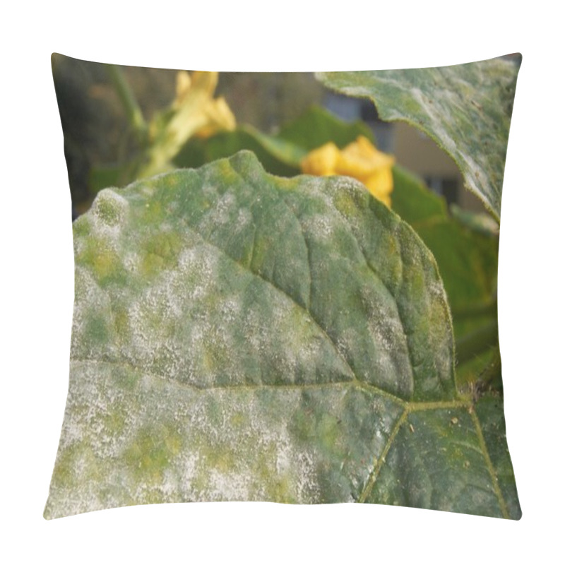 Personality  Powdery Mildew Pillow Covers