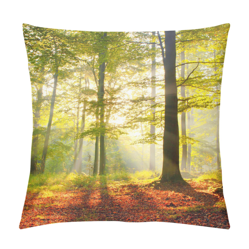 Personality  Forest Landscape In Poland Pillow Covers