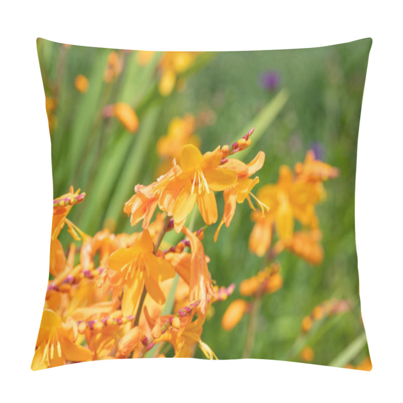 Personality  Close Up Of Columbus Montbretia (crocosmia X Crocosmiiflora) Flowers In Bloom Pillow Covers