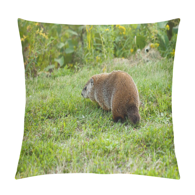 Personality  Marmot Is Seen Walking Through A Grassy Meadow, Surrounded By Green Plants And Wildflowers Pillow Covers