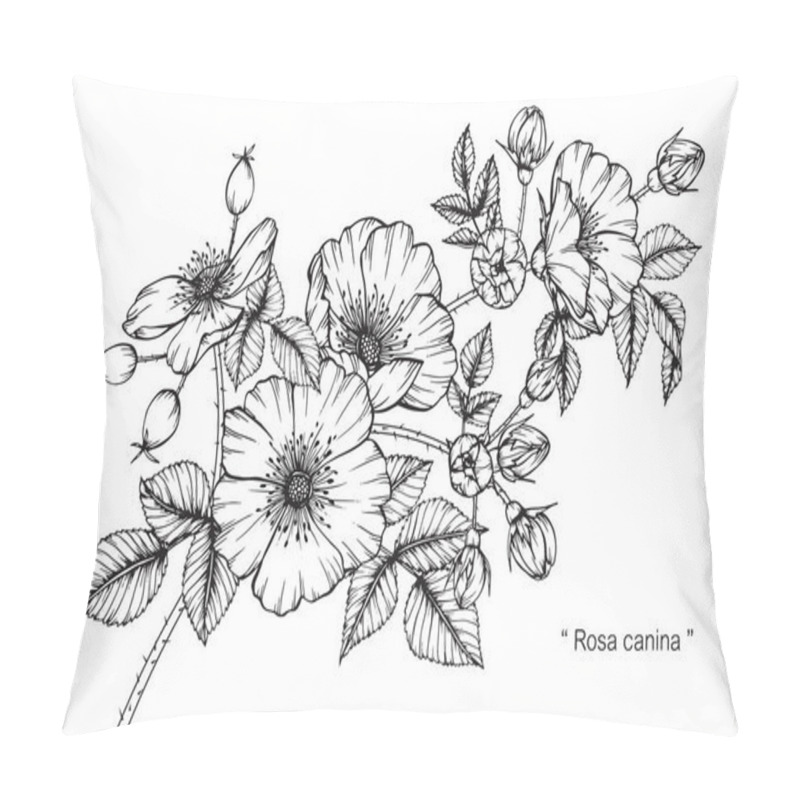 Personality  Rosa Canina Flower. Drawing And Sketch With Black And White Line-art. Pillow Covers