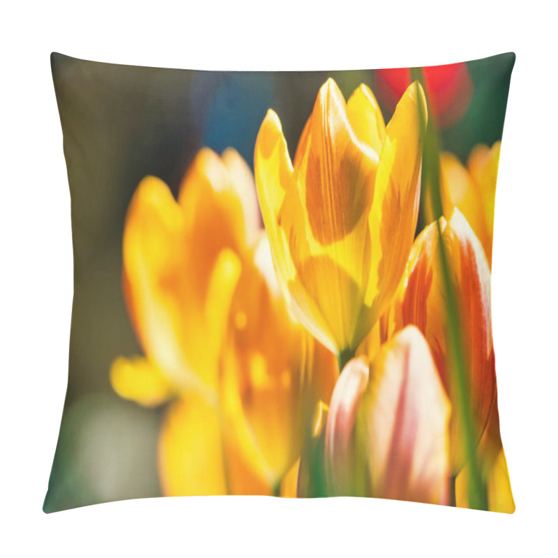 Personality  Yellow And Orange Tulips Blooming Brightly In A Lush Garden Surrounded By Green Leaves, Showcasing The Vibrant Beauty Of Spring. Pillow Covers