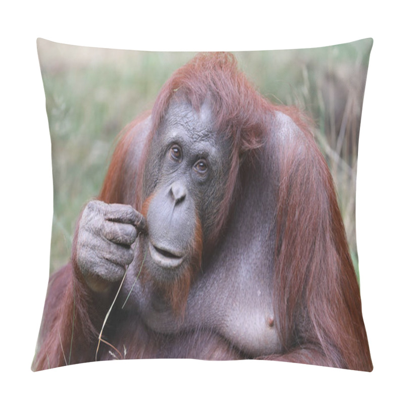 Personality  Portrait Of Female Orangutan In Natural Habitat  Pillow Covers