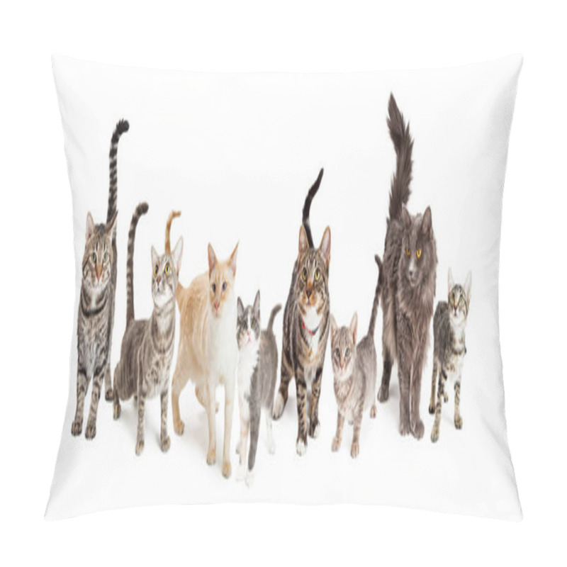 Personality  Row Of Different Breeds Of Cats On White Background Pillow Covers