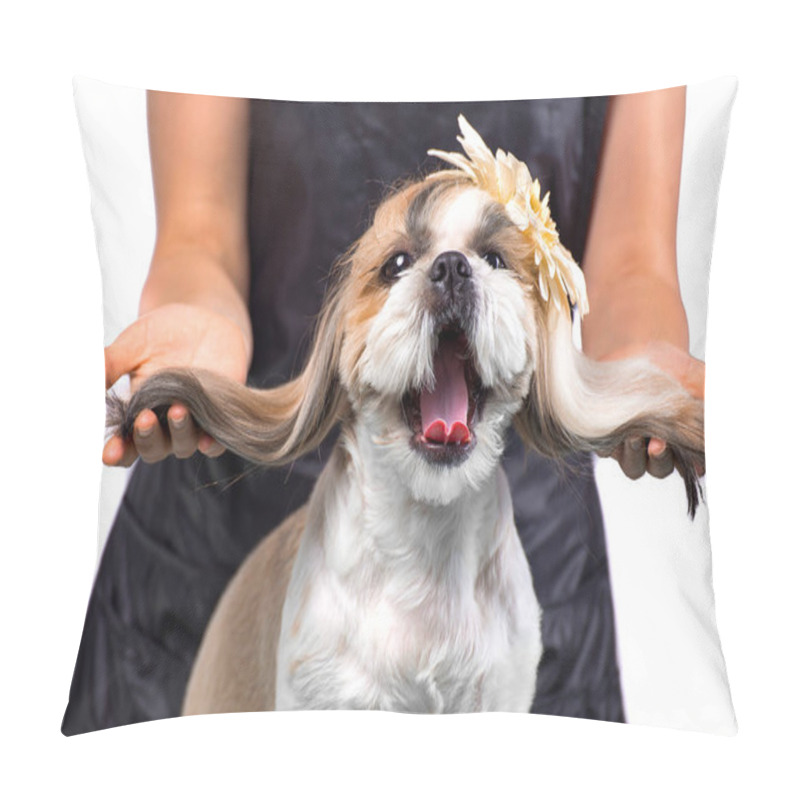 Personality  Beautiful Shih-tzu Dog At The Groomer's Hands With Comb. Pillow Covers