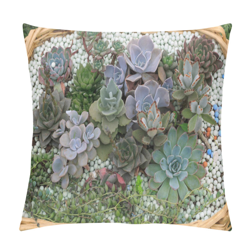 Personality  All Kinds Of Potted Succulents Pillow Covers