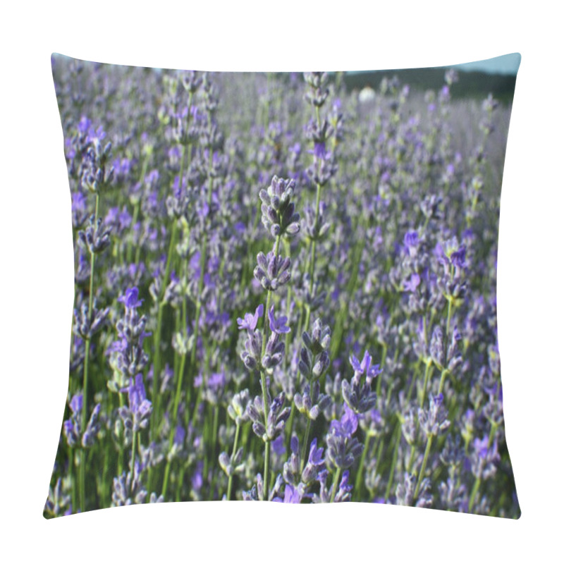 Personality  Close Up Of Purple Lavender Flowers In Lavender Field During Summer At Countryside In Transylvania. Pillow Covers