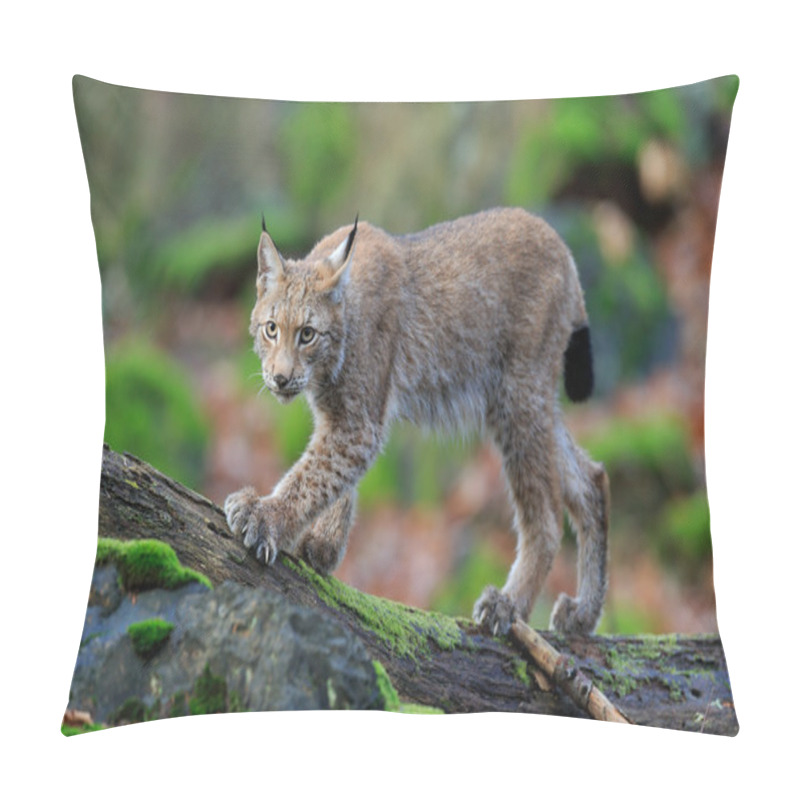 Personality  Wild Cat Eurasian Lynx Pillow Covers