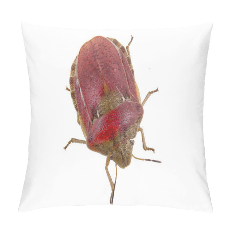 Personality  Sloe Bug On White Background Pillow Covers