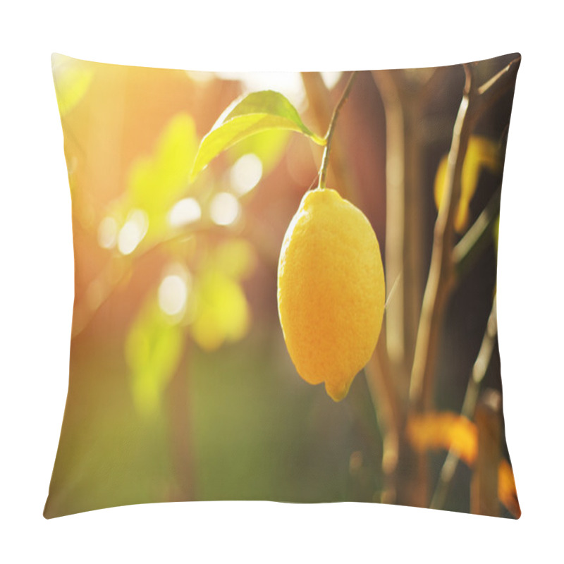 Personality  Lemon On Tree Pillow Covers