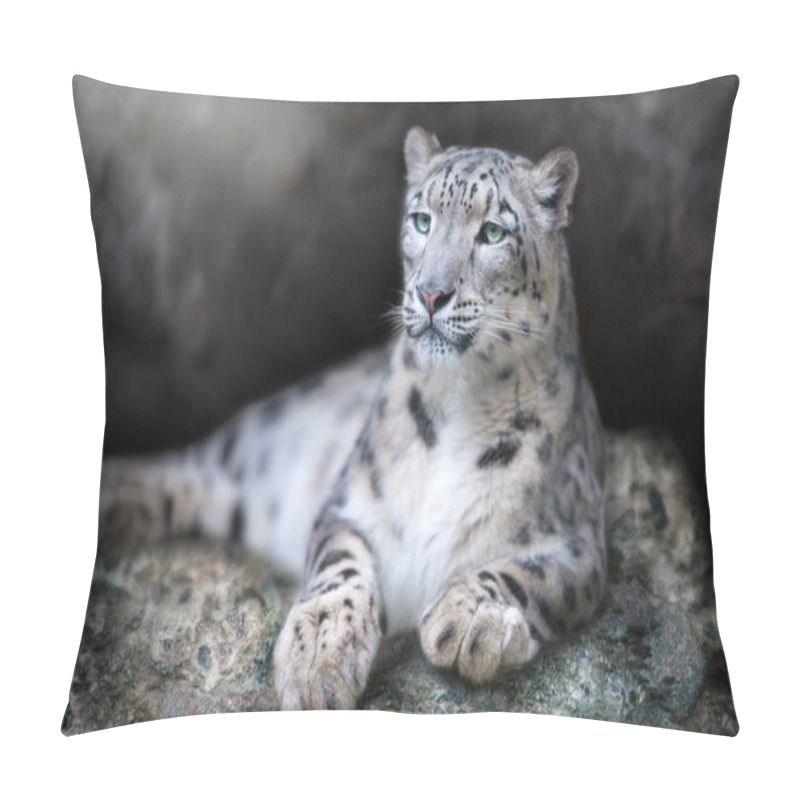 Personality  Frontal Portrait Of A Snow Leopard Lay On A Rock Against A Black Background Pillow Covers