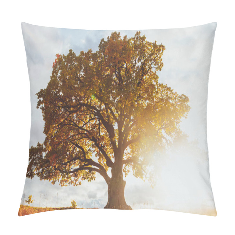 Personality  Oak Tree With Yellow Foliage At Sunny Autumn Day Pillow Covers