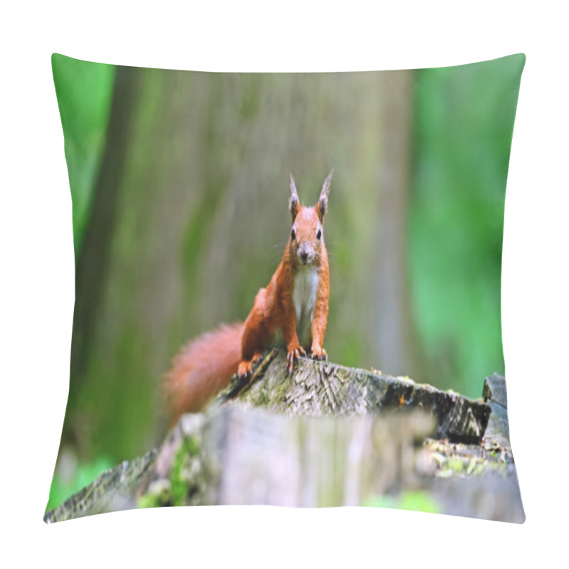 Personality  Squirrel Pillow Covers