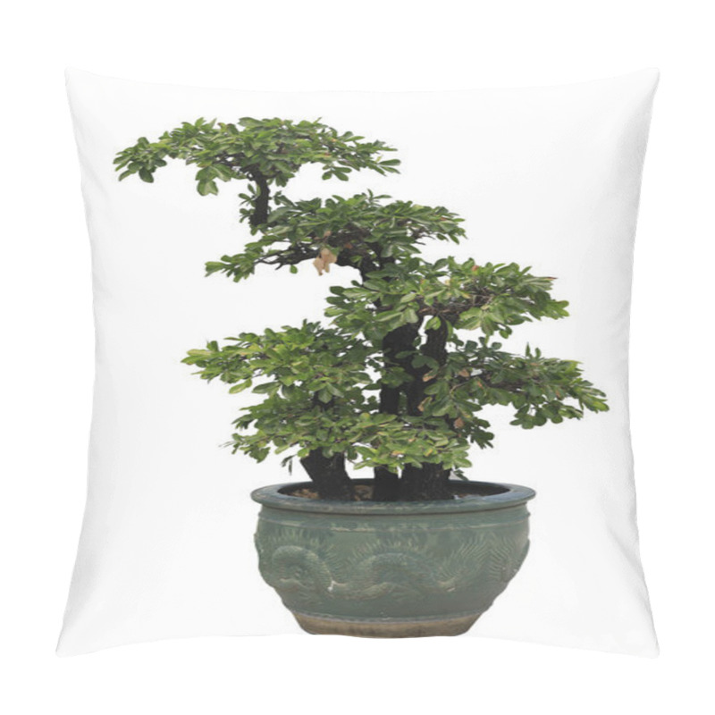 Personality  Bonsai In Pots On White Background. Pillow Covers