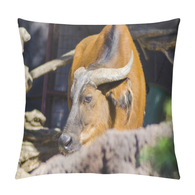 Personality  African Forest Buffalo Pillow Covers