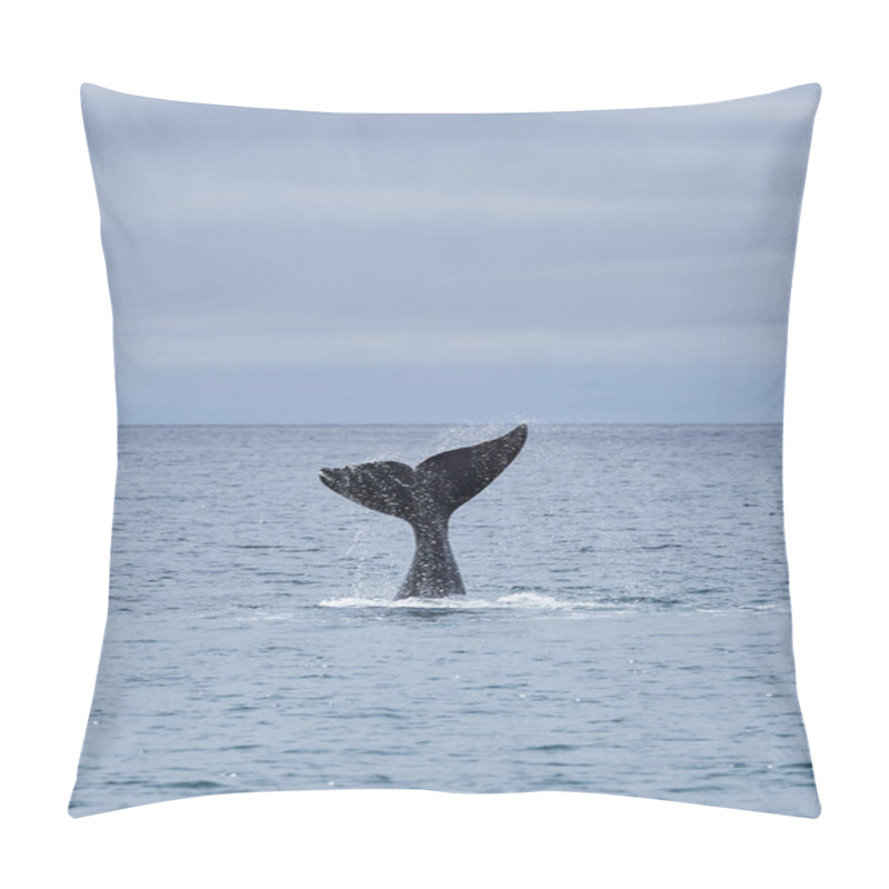 Personality  Eubalaena Australis, Southern Right Whale Breaching Through The Surface Of The Atlantic Ocean And Showing The Tail Fin In The Bay Of Golfo Nuevo Close To Puerto Madryn At Peninsula Valdes, Patagonia, Argentina_4 Pillow Covers