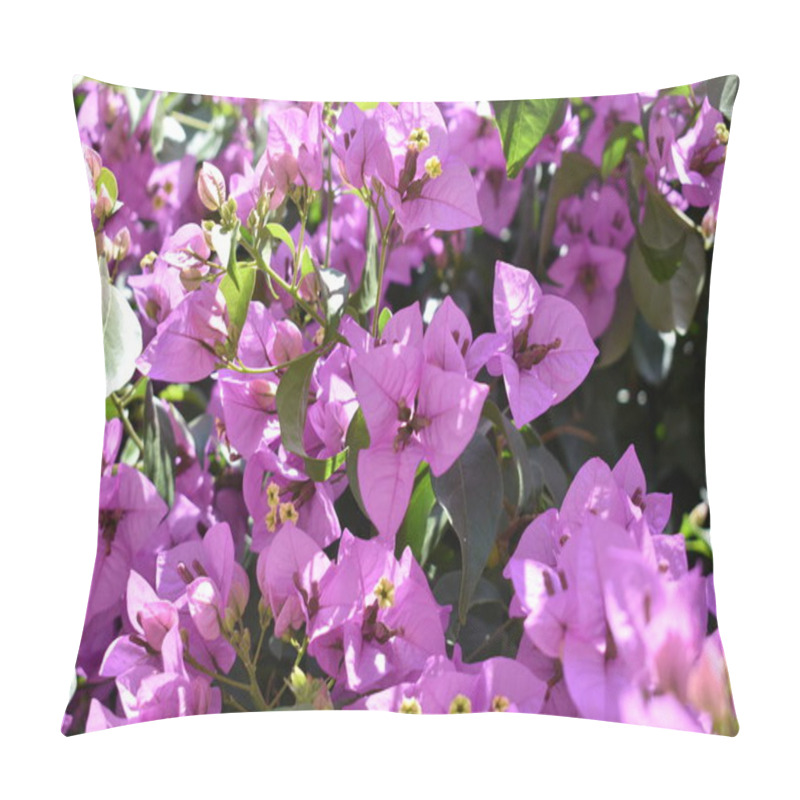 Personality  Beautiful Purple Bouganvillea In A City Pillow Covers