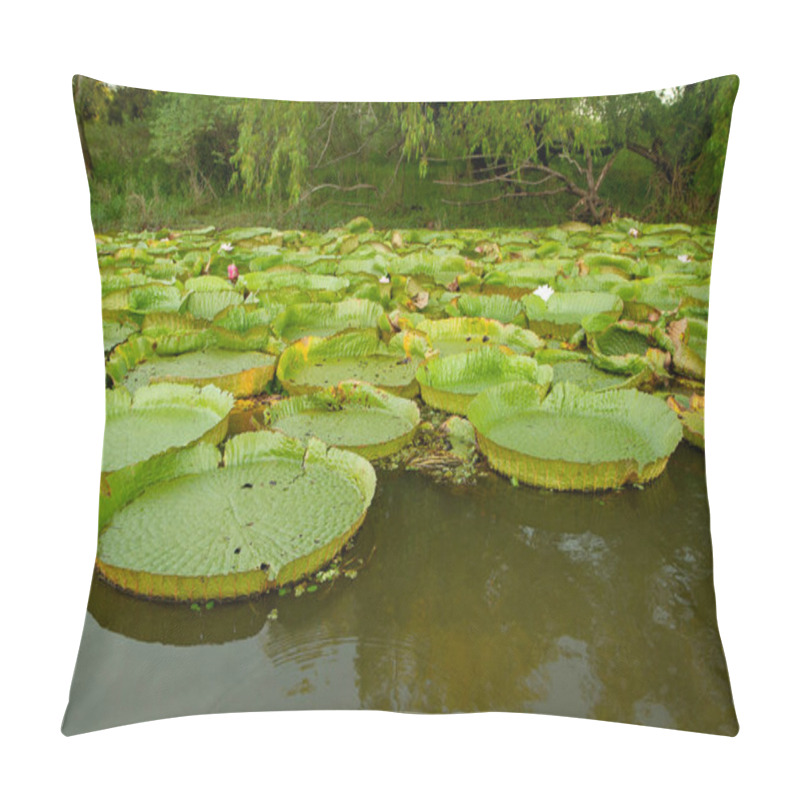 Personality  Exotic South American Aquatic Plants. View Of Victoria Cruziana Colony, Also Known As Giant Amazon Water Lily, Large Round Floating Leaves, Growing In The River Shallows. Pillow Covers