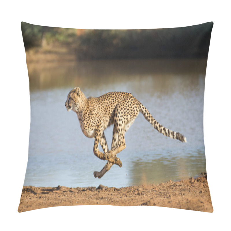 Personality  Cheetah Running, (Acinonyx Jubatus), South Africa Pillow Covers