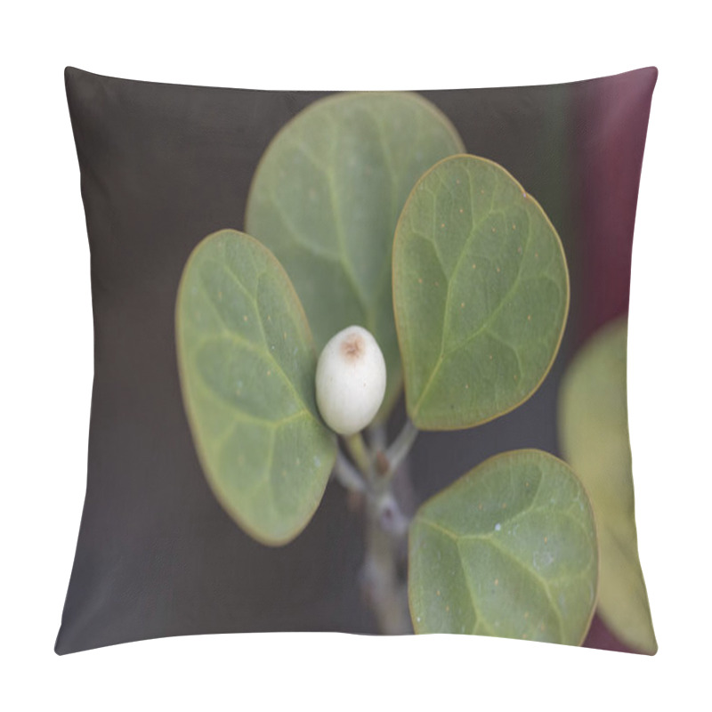 Personality  Plant Ficus Deltoidea Close-up In Natural Light. Pillow Covers