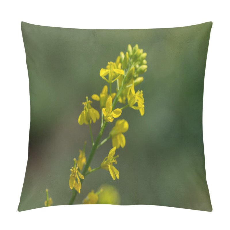 Personality  Mustard Flowers Blooming On Plant At Farm Field With Pods. Close Up. Pillow Covers