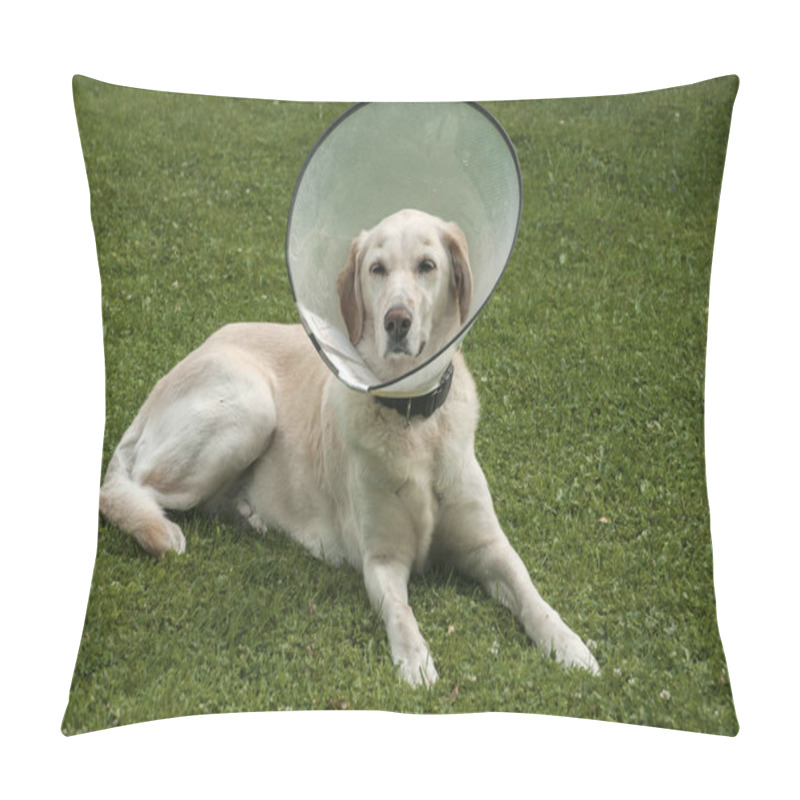 Personality  Female Cream Labrador Dog Wearing Elizabethan Plastic Cone Medical Collar Around Neck For Anti-bite Wound Protection On Green Grass Meadow Pillow Covers