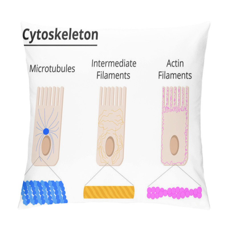 Personality  Different Structures Of Cytoskeleton. Microtubules, Intermediate Filaments And Actin Filaments. Vector Illustration. Didatic Illustration. Pillow Covers