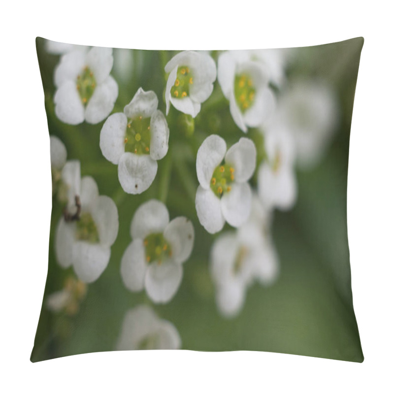 Personality  White Flower Sweet Alissum In Gardens By The Bay Pillow Covers