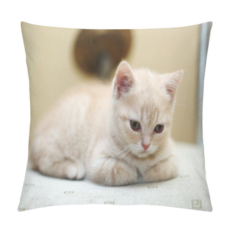 Personality  Kitten Pillow Covers