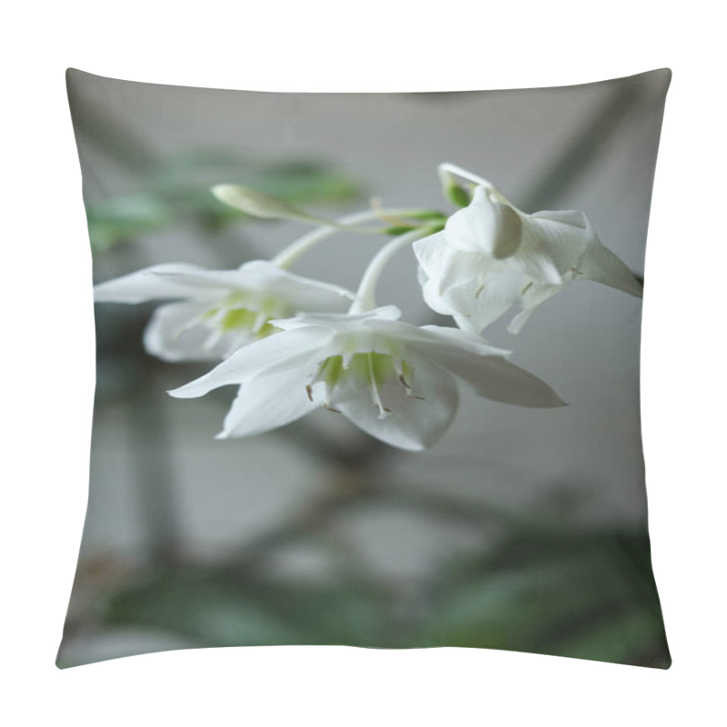 Personality  White Flowers Of Urceolina Amazonica, Formerly Known As Eucharis Amazonica, On A Dark Background Close Up Pillow Covers