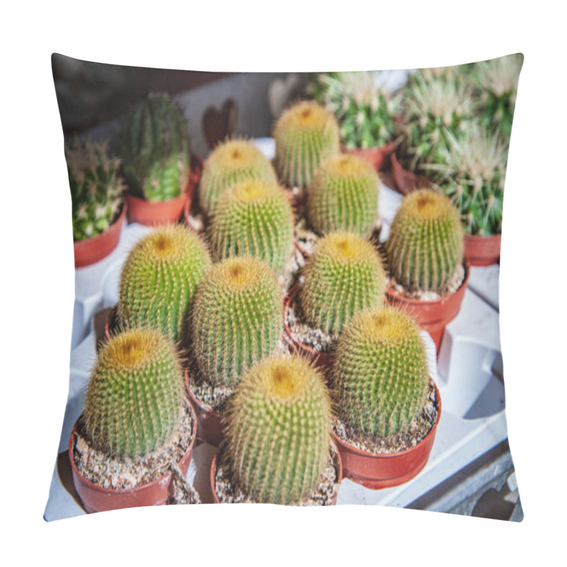 Personality  Close Up View Of Green Cactus Plants In Flowerpots Pillow Covers