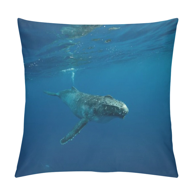 Personality  A Beautiful Underwater Shot Of A Humpback Whale Swimming Near The Surface Pillow Covers