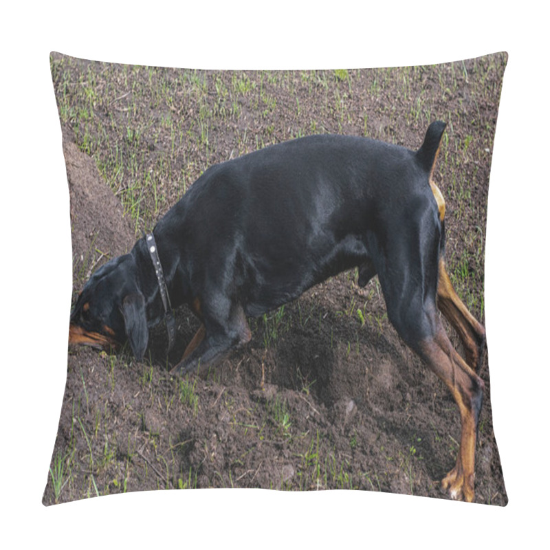 Personality  A Doberman Dog Digs Its Paws And Teeth With Pieces Of Soil In Search Of A Rodent Or Ground Squirrel, In The Field In Early Autumn. The Teeth Are Lumpy Of Earth. Pillow Covers