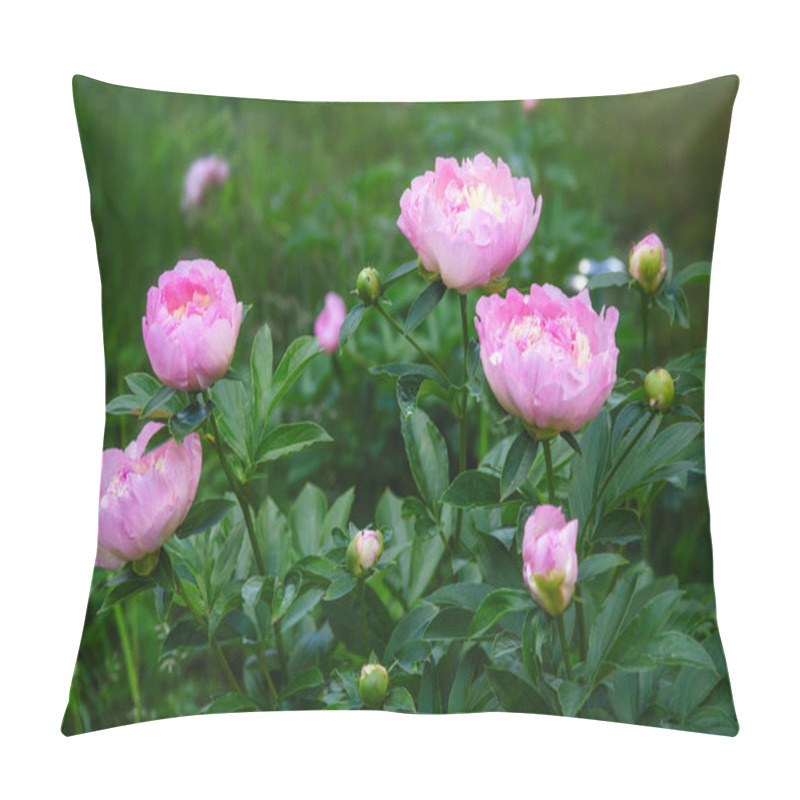 Personality  Blooming Pink Peonies In A Garden Setting. Paeonia Lactiflora Raspberry Sundae Pillow Covers