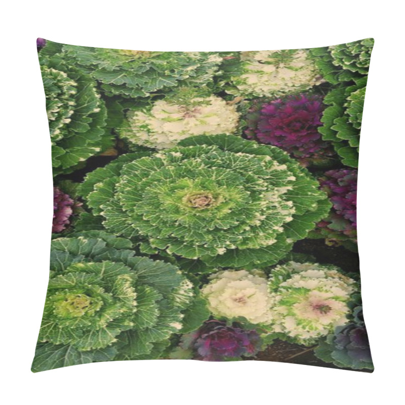 Personality  Vibrant Green And Purple Ornamental Cabbage In A Lush Garden Display. Pillow Covers