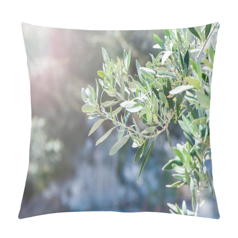 Personality  Branch Of An Olive Tree In The Rays Of The Setting Sun. Beautifu Pillow Covers