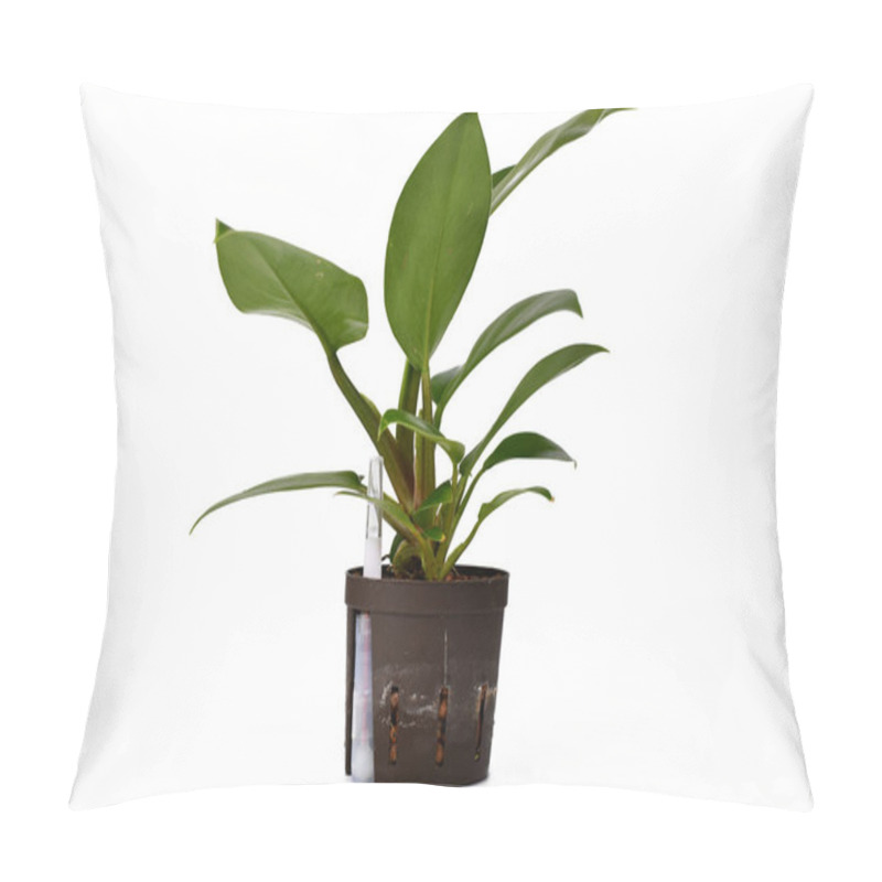 Personality  Side View Of Small Tropical  'Philodendron Imperial Green' Houseplant In Hydroponics Flower Pot Isolated On White Background Pillow Covers