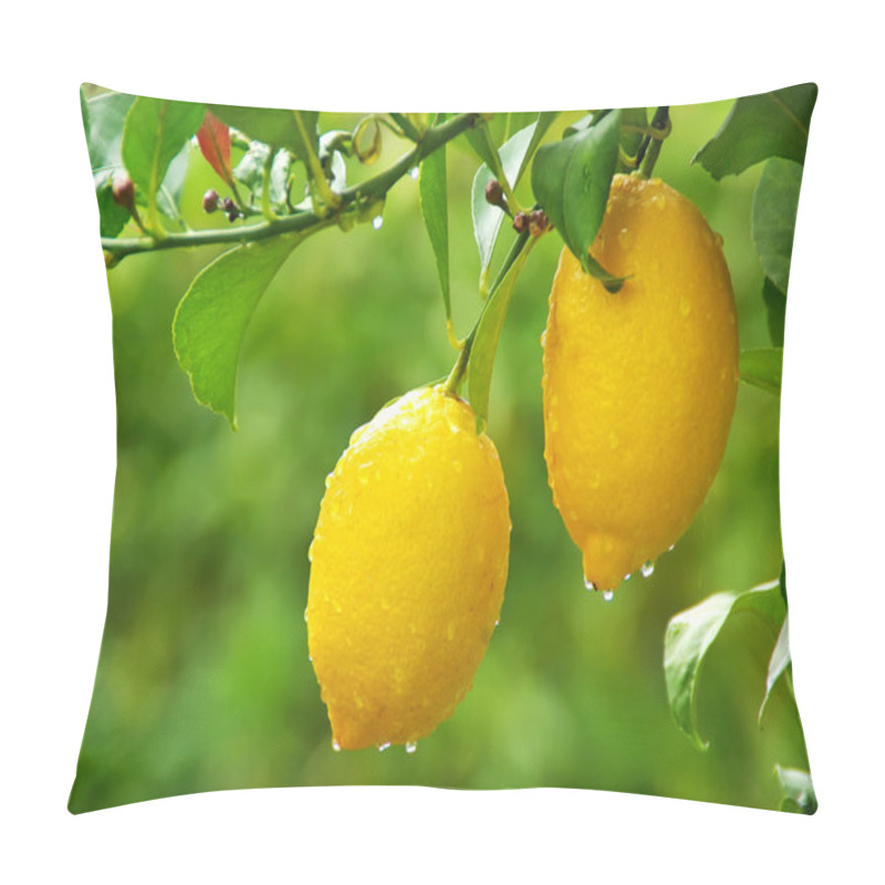 Personality  Yellow Lemons Hanging On Tree Pillow Covers