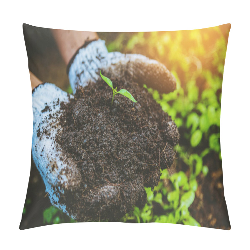 Personality  Woman Asia Plant Agriculture Vegetable. Dig Into Soil The Vegetable Garden Cultivation And Separate The Early Growth. Plant Vegetable Chinese Cabbage Pillow Covers