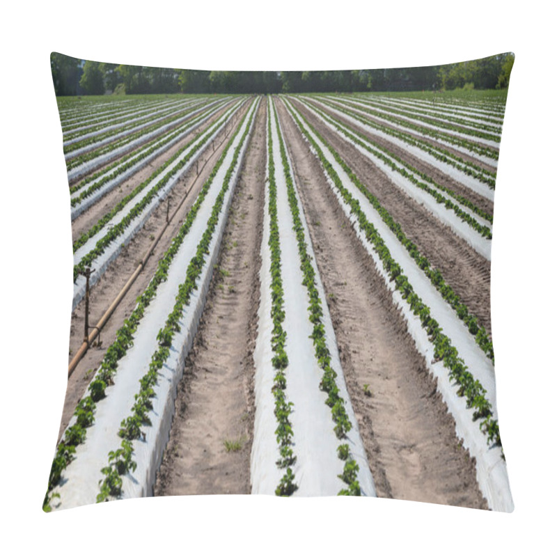 Personality  Plantations Of Young Strawberry Plants Growing Outdoor On Soil Covered With Plastic Film Pillow Covers