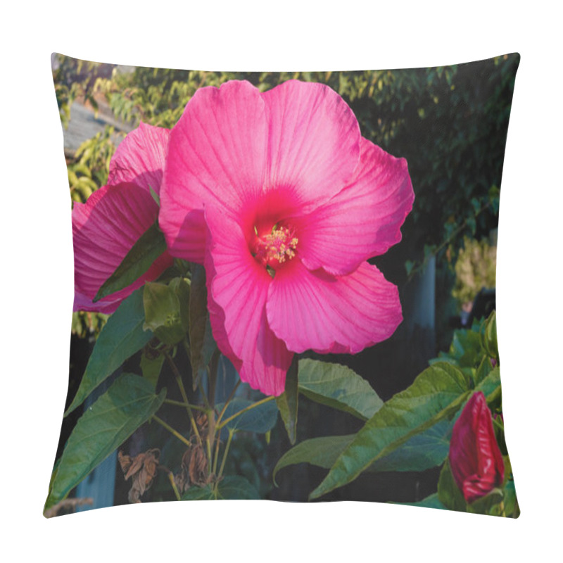 Personality  Blooming Big And Beautiful Swamp Rose Mallow (Hibiscus Moscheutos) In Autumn Garden Pillow Covers