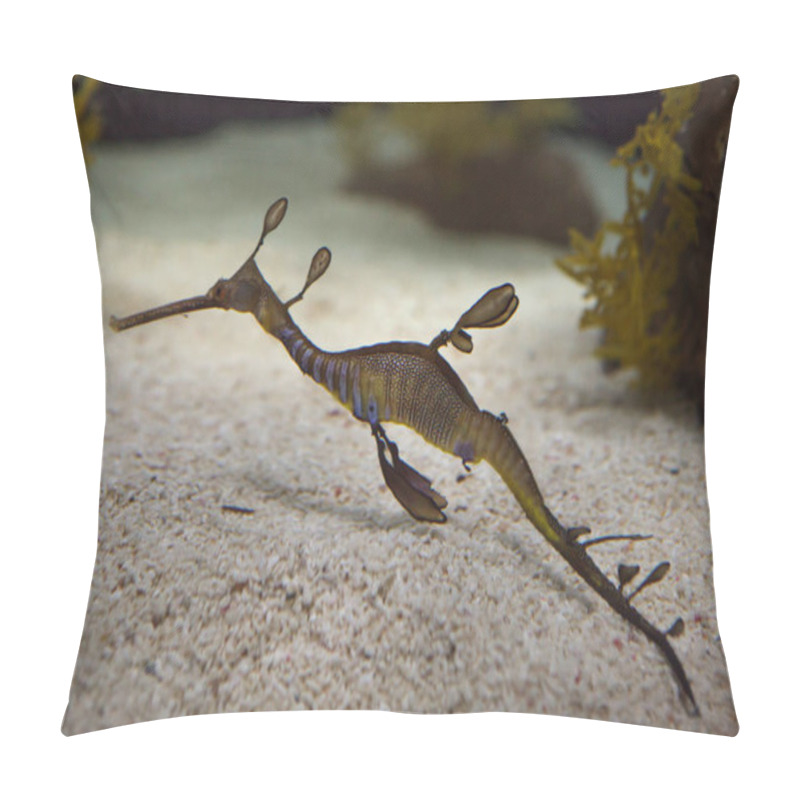 Personality  Weedy Seadragon (Phyllopteryx Taeniolatus) Pillow Covers