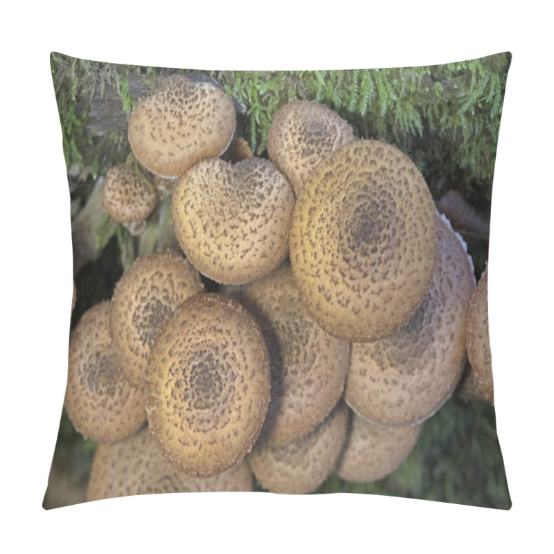 Personality  Armillaria Ostoyae (synonym Armillaria Solidipes) Is A Species Of Fungus, Pathogenic To Trees, In The Family Physalacriaceae. Pillow Covers