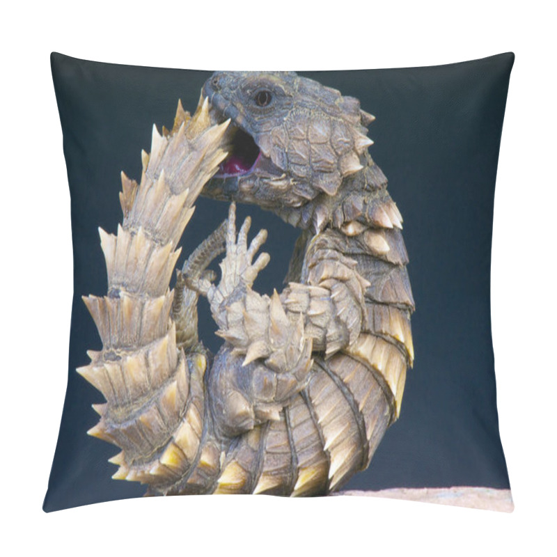 Personality  Cordylus Cataphractus, Armadillo Girdled Lizard, South Africa Pillow Covers