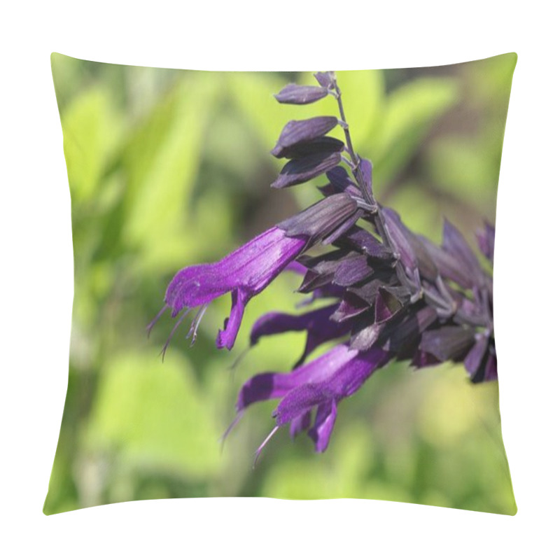 Personality  Flower Of An Anise-scented Or Hummingbird Sage, Salvia Guaranitica Pillow Covers