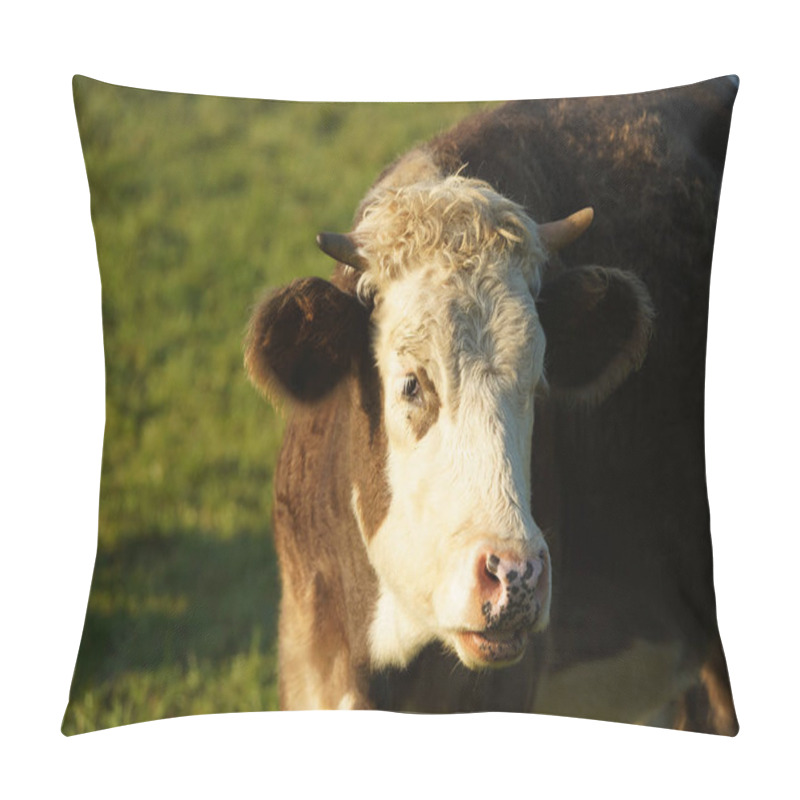 Personality  A Young Cow Stands On The Lush Pasture In The Evening Light And Turns Its Head Towards The Viewer And Looks At Him With Interest Pillow Covers