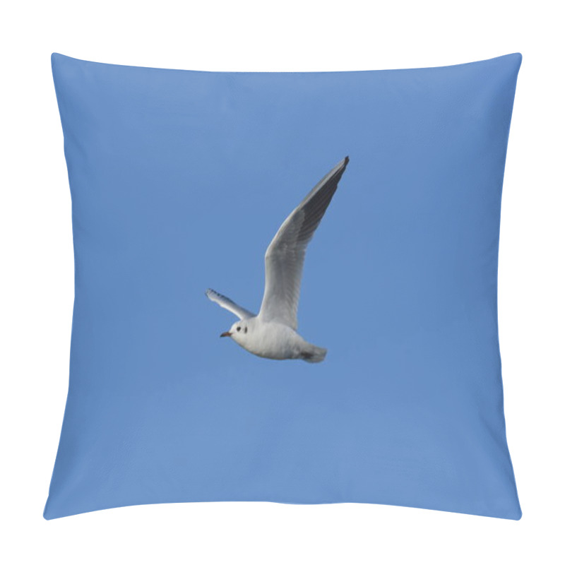 Personality  Black-headed Gull -  (Chroicocephalus Ridibundus)  Pillow Covers