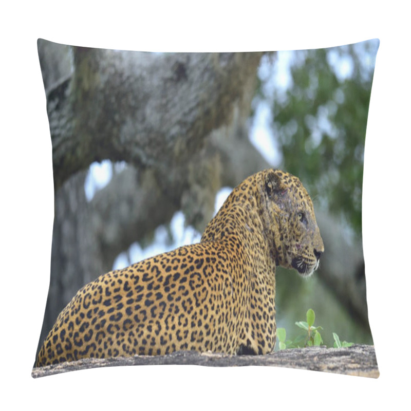 Personality  The Sri Lankan Leopard  Pillow Covers