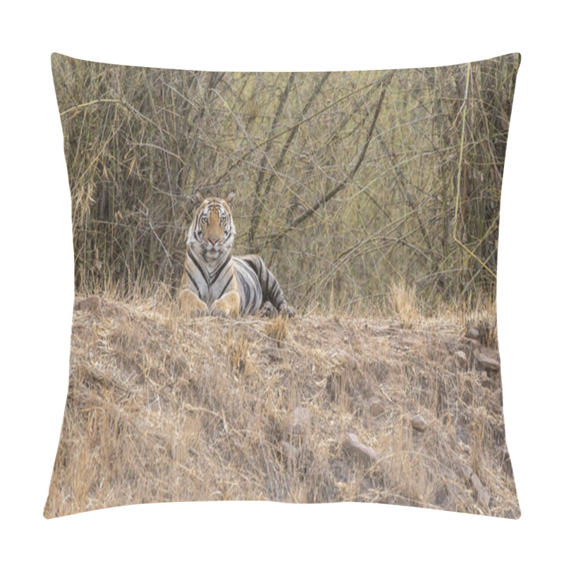 Personality  A Sub-adult Male Tiger Sitting Relaxedly Next To A Water Hole Its Territory In The Deep Jungles Of Bandhavgarh Tiger Reserve During A Wildlife Safari On A Hot Summer Day Pillow Covers